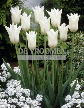 Tulip White Triumphator | 50 pce