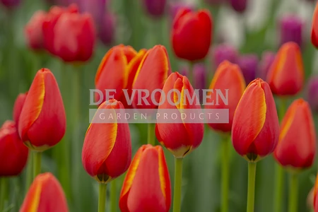 Tulip World's Favourite