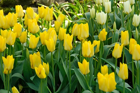 Tulip Yellow Emperor