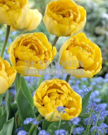 Tulip Yellow Pomponette