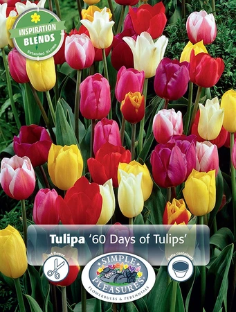 Tulipa 60 Days of Tulips | Cappers 15 x 15