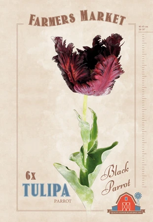 Tulipa Black Parrot | Cappers 6 x 20