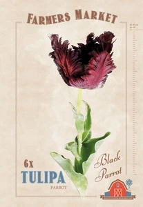 Tulipa Black Parrot | Cappers 6 x 20