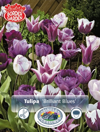 Tulipa Blend Brilliant Blues | Cappers 10 x 15