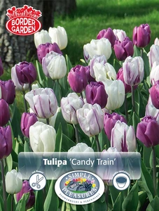 Tulipa Blend Candy Train | Cappers 10 x 15