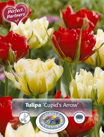 Tulipa Blend Cupid's Arrow | Cappers 7 x 20