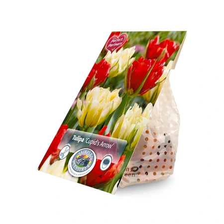 Tulipa Blend Cupid's Arrow | Cappers 7 x 20 - image 2