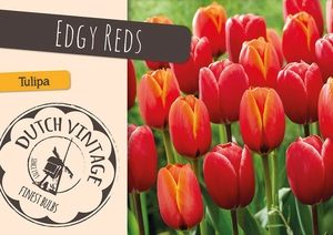 Tulipa Blend Edgy Reds | Cappers 8 x 16