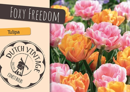 Tulipa Blend Foxy Freedom | Cappers 7 x 16