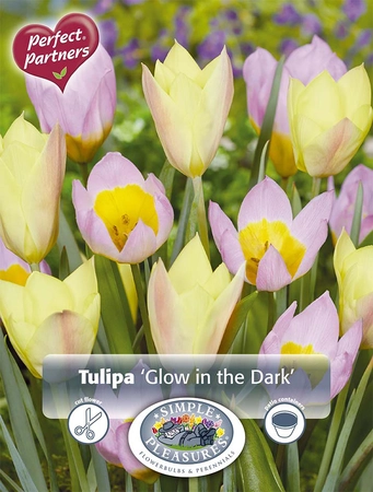 Tulipa Blend Glow in the Dark | Cappers 25 x 16