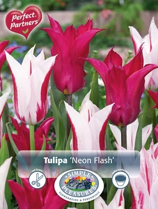 Tulipa Blend Neon Flash | Cappers 10 x 20