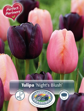 Tulipa Blend Night's Blush | Cappers 10 x 20