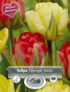 Tulipa Blend Olympic Torch | Cappers 8 x 20