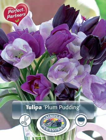 Tulipa Blend Plum Pudding | Cappers 8 x 20