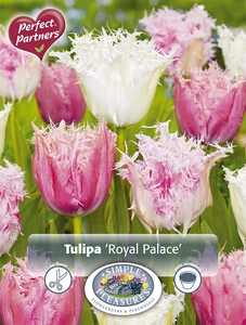 Tulipa Blend Royal Palace | Cappers 8 x 20