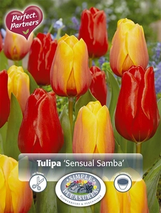 Tulipa Blend Sensual Samba | Cappers 8 x 20