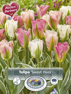 Tulipa Blend Sweet Hues | Cappers 8 x 20