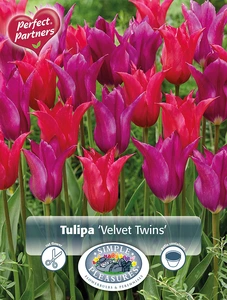 Tulipa Blend Velvet Twins | Cappers 10 x 20