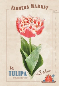 Tulipa Brisbane | Cappers 6 x 20