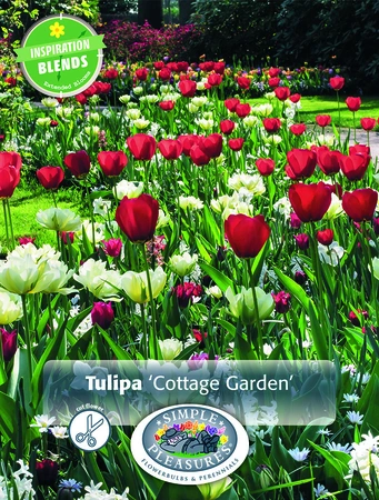 Tulipa Cottage Garden | Cappers 10 x 15