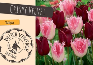 Tulipa Crispy Velvet | Cappers 8 x 16