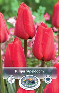 Tulipa Darwin Hybrid Apeldoorn | Cappers 5 x 20