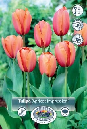 Tulipa Darwin Hybrid Apricot Impression | 350 pce