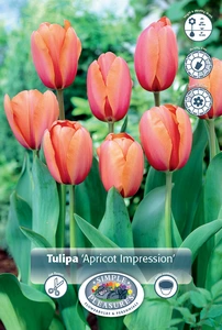 Tulipa Darwin Hybrid Apricot Impression | 350 pce