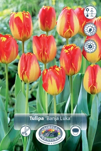 Tulipa Darwin Hybrid Banja Luka | 350 pce