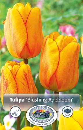 Tulipa Darwin Hybrid Blushing Apeldoorn | Cappers 5 x 20