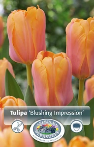 Tulipa Darwin Hybrid Blushing Impression | Cappers 5 x 20