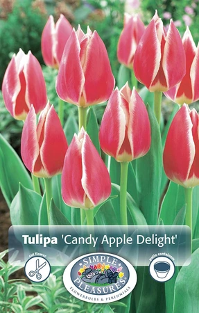 Tulipa Darwin Hybrid Candy Apple Delight | Cappers 5 x 20