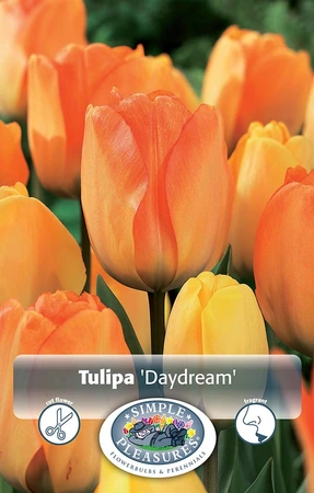 Tulipa Darwin Hybrid Daydream | Cappers 5 x 20