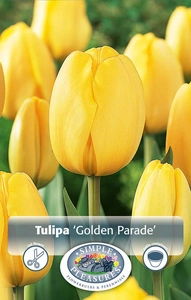 Tulipa Darwin Hybrid Golden Parade | Cappers 5 x 20