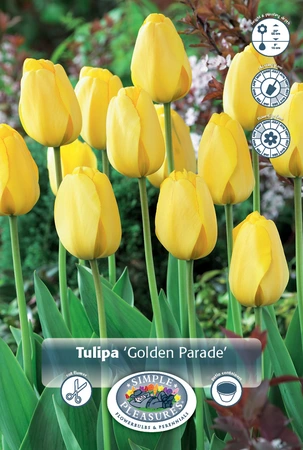 Tulipa Darwin Hybrid Golden Parade | 350 pce