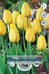 Tulipa Darwin Hybrid Golden Parade | 350 pce