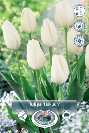 Tulipa Darwin Hybrid Hakuun | 350 pce