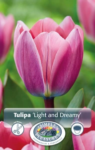 Tulipa Darwin Hybrid Light and Dreamy | 80 pce