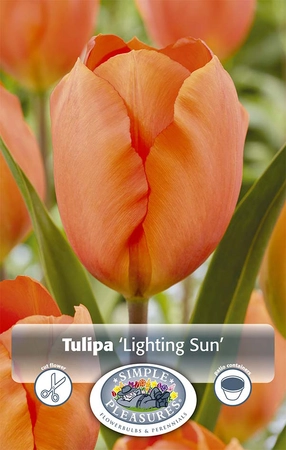 Tulipa Darwin Hybrid Lighting Sun | Cappers 5 x 20