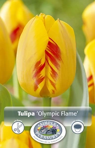 Tulipa Darwin Hybrid Olympic Flame | Cappers 5 x 20