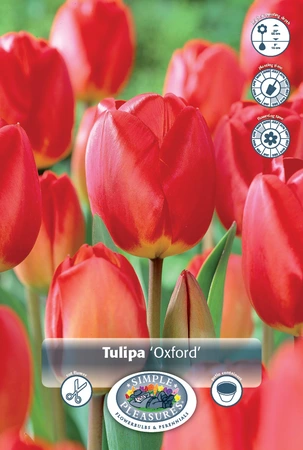 Tulipa Darwin Hybrid Oxford | 350 pce