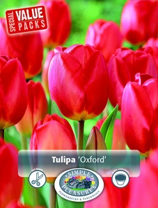 Tulipa Darwin Hybrid Oxford | Cappers 15 x 20