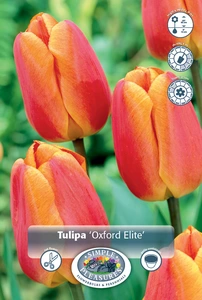 Tulipa Darwin Hybrid Oxford's Elite | 350 pce