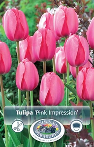 Tulipa Darwin Hybrid Pink Impression | Cappers 5 x 20