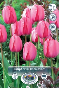 Tulipa Darwin Hybrid Pink Impression | 350 pce