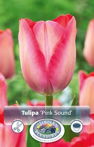 Tulipa Darwin Hybrid Pink Sound | Cappers 5 x 20