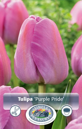 Tulipa Darwin Hybrid Purple Pride | Cappers 5 x 20