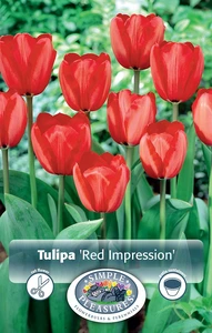 Tulipa Darwin Hybrid Red Impression | Cappers 5 x 20