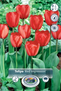 Tulipa Darwin Hybrid Red Impression | 350 pce