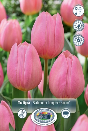 Tulipa Darwin Hybrid Salmon Impression | 350 pce